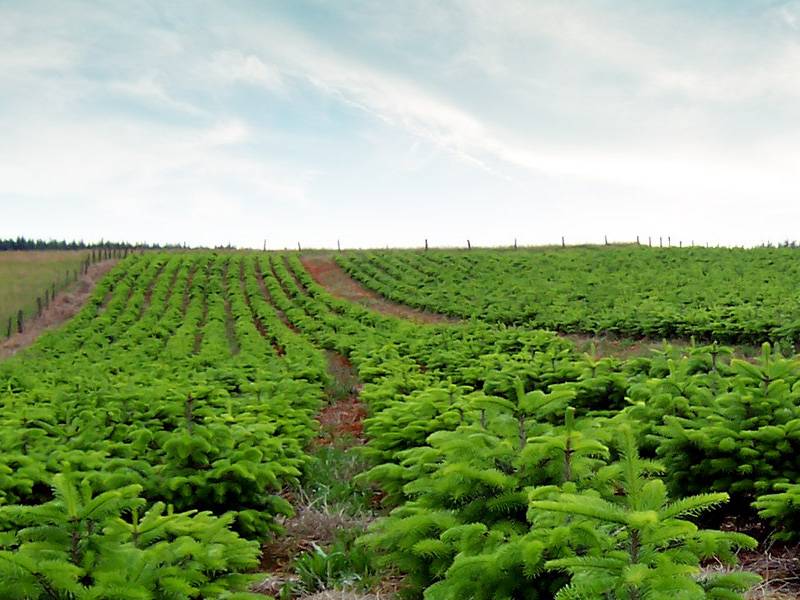 Plantation et entretien